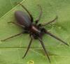 Segestria florentina